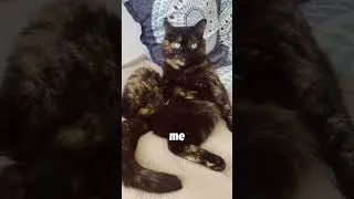 Miniature : Bravo Imaya pour ta prestation 🙏 Bonjour à toutes et tous 🥰 ça fait longtemps✌️#cat #chat #chant