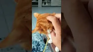 Miniature : Amour de chat 😻
