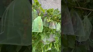 Miniature : 🍇 Ces petits filets ont sauvé mes raisins ! (Résultat après quelques semaines)