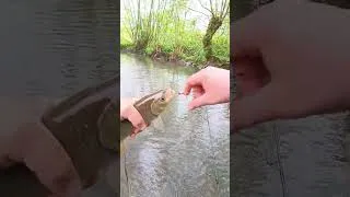 Miniature : Enfin! Après moultes décroches.... #fish #fishing #pêche #passion