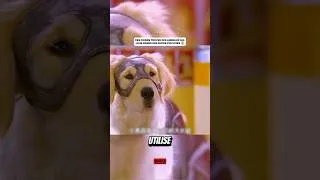 Miniature : Ces chiens trouve des anneaux qui leur donne des super pouvoirs #shorts #viralvideo