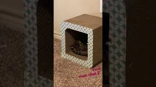 Miniature : Mon chat 2 | my cat 2 #Shorts