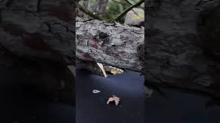 Miniature : Un arbre est tombé sur mon Jimny…