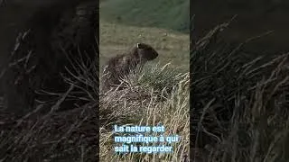 Miniature : La magie de prendre le temps , marmotte de l'Iseran
