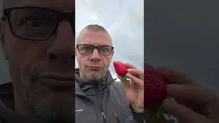 Miniature : les fraises 🍓 sont là !!! MIAM !!!