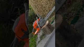 Miniature : 564 XP Husqvarna ENFIN!!!!!!!