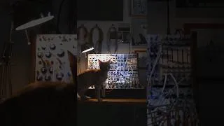 Miniature : birds by buchla and for cat  #synth #modularsynth #electronicmusic #cat #sounddesign #soundhealing