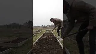 Miniature : Semer les pois, les fèves et les mangetout
