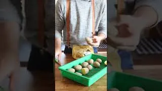 Miniature : Faire germer les pommes de terre