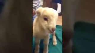 Miniature : Screaming Goat Baby