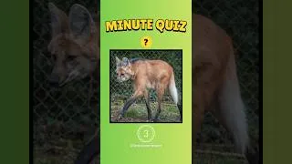 Miniature : 🧠🔥Mini quiz : 3 sec pour retrouver ces animaux étranges ! 🐒#culturegenerale #quiz #animaux
