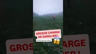 Miniature : Tonton Juju a eu chaud sur cette charge de sanglier … 🥵 #chasse #hunting #sanglier #wildboar