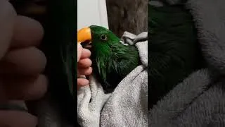 Miniature : Mon perroquet sortit de la douche