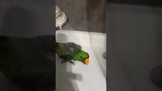 Miniature : C'est l'heure de la douche!