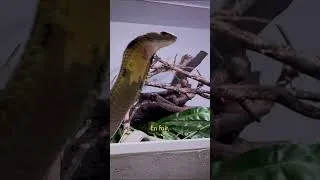 Miniature : UNE MORSURE ET Ç’EST LA FIN 😱🕊️ #toopet #snake #venomous #shorts #cobra #morsure