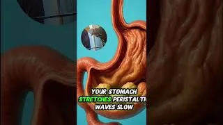 Miniature : what happens when you eat fruit after meals #facts #food #viral