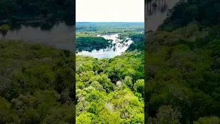 Miniature : SINGES 🙈 #amazonas