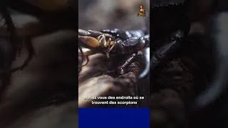 Miniature : Méfiez vous des endroits où se trouvent des scorpions