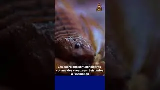 Miniature : Le scorpion est une créature résistante à l'extinction