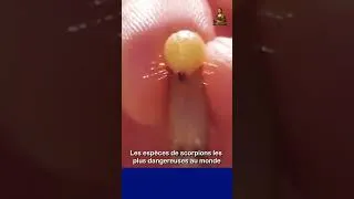 Miniature : Les espèces de scorpions les plus dangereuses au monde