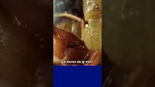 Miniature : La danse de la mort