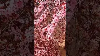 Miniature : Spring is Coming #shorts