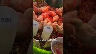 Miniature : des protéines...