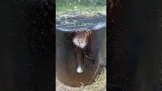 Miniature : #shorts #satisfying #cleaning #relaxing #clean