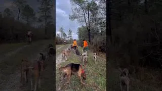 Miniature : Quand tu penses avoir finis ta journée et que les chiens ventes en remontant à la voiture 😅#chasse