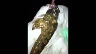 Miniature : poisson , pêché à dunkerque , bizarre