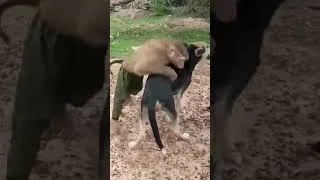 Miniature : 6ff6 #shortvideo #animals #viral #funny #animaux