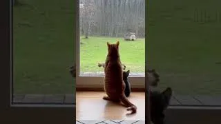 Miniature : gc0u #shortvideo #animals #viral #cat #animaux #shorts