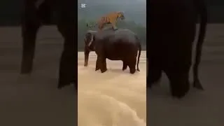 Miniature : jdh #shortvideo #animals #viral #animaux #shorts #elephant #tiger #thailand