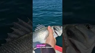 Miniature : Pêche des poissons au leurre en bateau en Bretagne#fish #peche #sea #bretagne #poisson