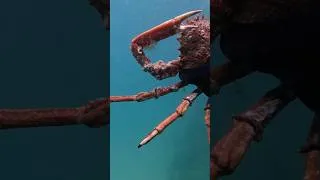 Miniature : Chasse sous marine en Bretagne : Raie, araignée de mer #fishing #fish