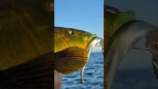Miniature : Pêche au lever du soleil : bars, dorades et vieilles #fishing #fish #bretagne