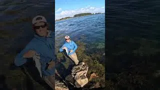 Miniature : Poisson du bord au leurre souple #fishing #fish