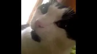 Miniature : Cat Talks With English Accent