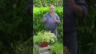 Miniature : Persil qui jaunit, ciboulette qui tombe 🌿 (comment les sauver) - Truffaut