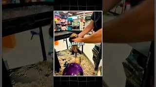 Miniature : 🥺 Il a séparé un couple de furets sans le savoir…