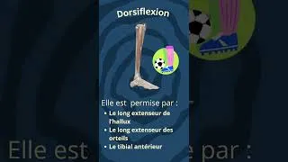 Miniature : MRTA-14-Dorsiflexion
