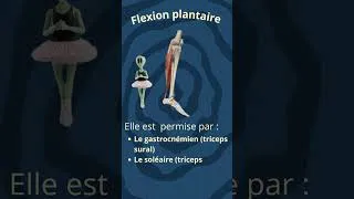 Miniature : MRTA-13-Flexion plantaire