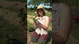 Miniature : Un jardin dédié aux plantes sauvages et médicinales !