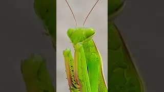 Miniature : Praying mantis cleaning itself  #prayingmantis #insects