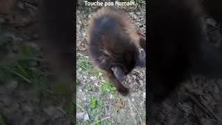 Miniature : Le retour de l'humain reloux #cat #funny #humor