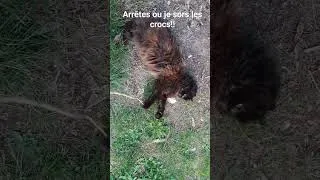 Miniature : Quand un humain de compagnie t'embête, il faut être ferme!!! #cat #humor #play