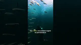 Miniature : SARDINE RUN 🐟 🇵🇭