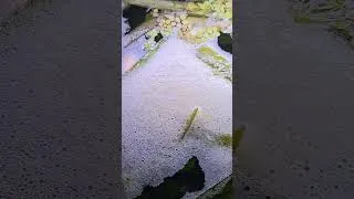 Miniature : Nid de bulles dans l'aquarium #aquarium