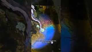 Miniature : Film gras en surface de l'aquarium : causes et solutions 🫧