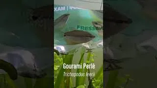 Miniature : Les premiers poissons de mon 300 litres #aquarium #aquascape #fishtank
